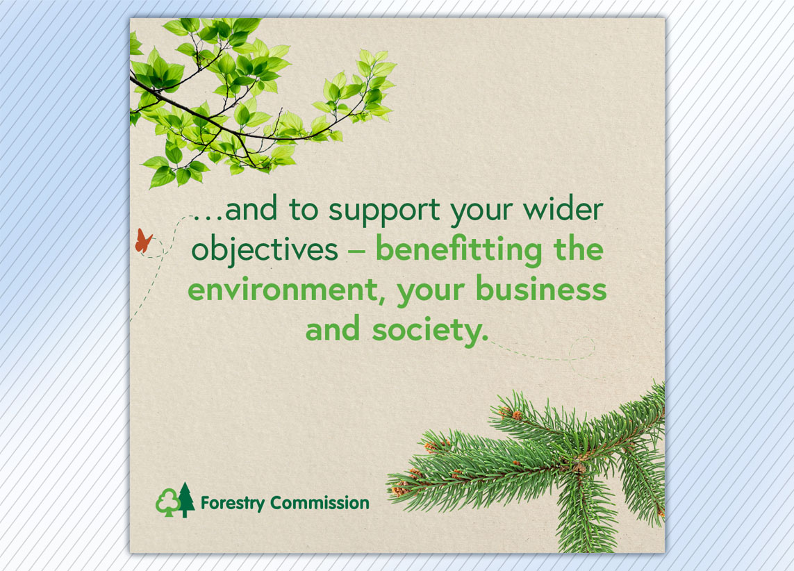Forestry Commission 'What's the difference between conifer and broadleaf carbon capture rates?' carousel graphics
